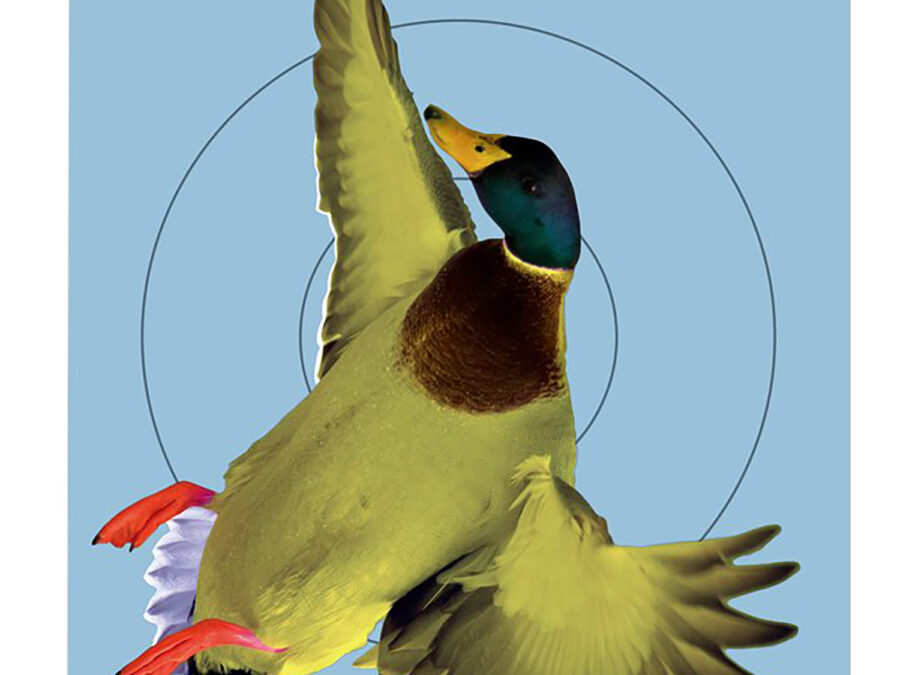 Birchwood Casey 35407 Pregame  Duck Paper Hanging Rifle/Shotgun 12" x 18" Impact Enhancement 8 Per Pkg