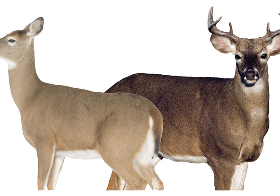 MONTANA DECOY DEER DREAM TEAM